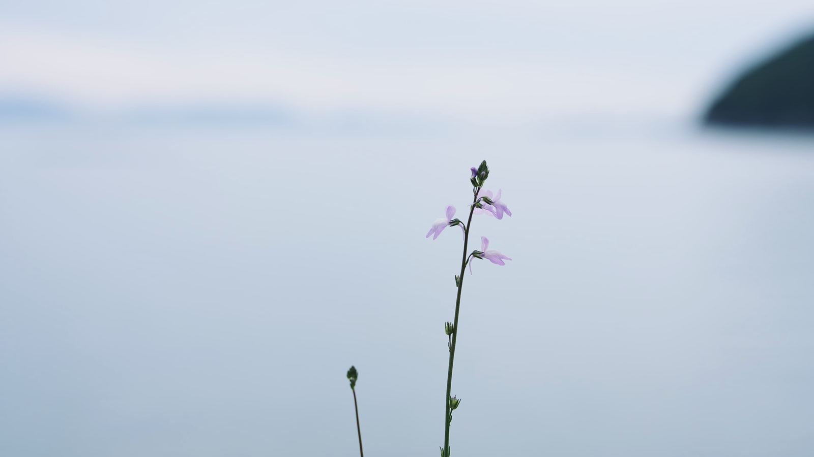 花と海
